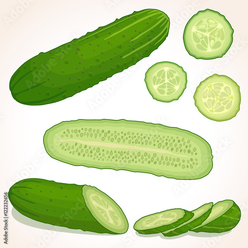 Cucumber with slices. Pieces and half of cucumber. Vector illustration.