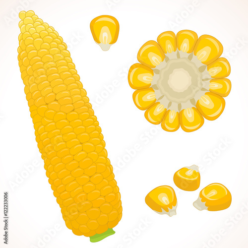 Corn isolated on background. Set of whole cob, round slice and grain of fresh sweetcorn. Vector illustration.