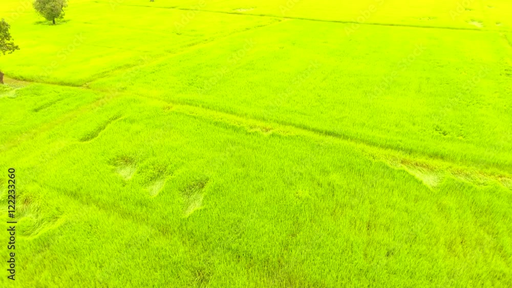 Rice Field Aerial Shot at northeast of Thailand Rice Field Aerial Shot at northeast of Thailand