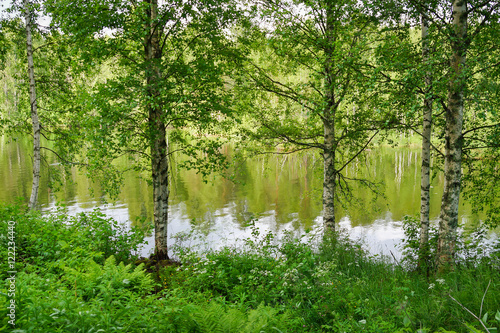 forest lake in early summer