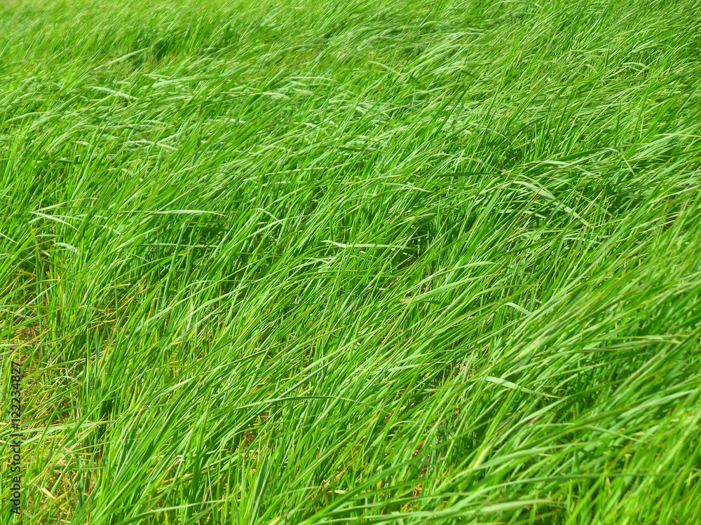 Bright Green grasses blowing in the grass field on windy day Bright Green grasses blowing in the grass field on windy day