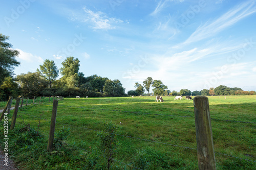 Cows grazing with View to Village Leuth  Germany