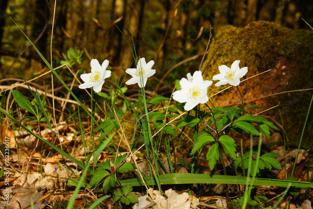 kleine weisse früh blühende Blumen am Waldboden, die Buschwindröschen