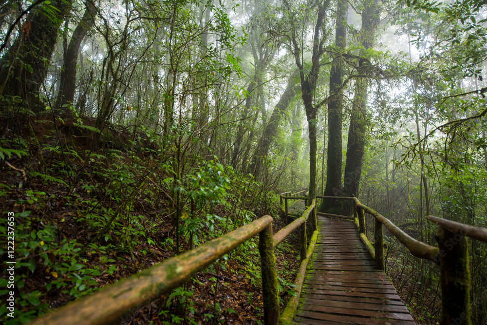 Obraz premium Scenic pathway of Ang Ka nature trail Doi Inthanon National Park Chiangmai ,Thailand.