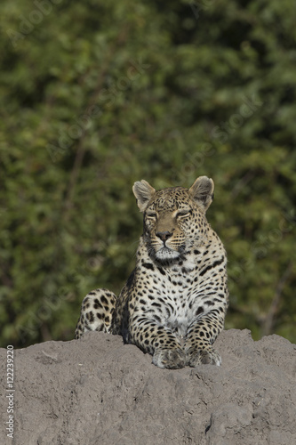 Female Leopard on termite mound at Khwai Area of Botswana Africa © Dennis Donohue