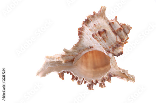 sea shell isolated