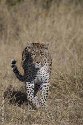 Female Leopard walking in Khwai Area of Botswana Africa