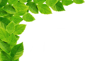 green leaves isolated on white background with copy space for design 