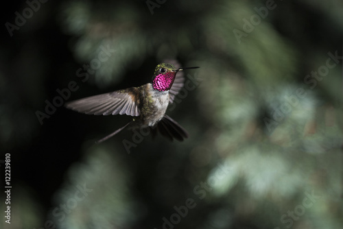 Broad-Tailed Hummingbird just migrated to Colorado from Mexico - in flight