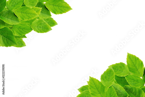 green leaves isolated on white background with copy space for design 