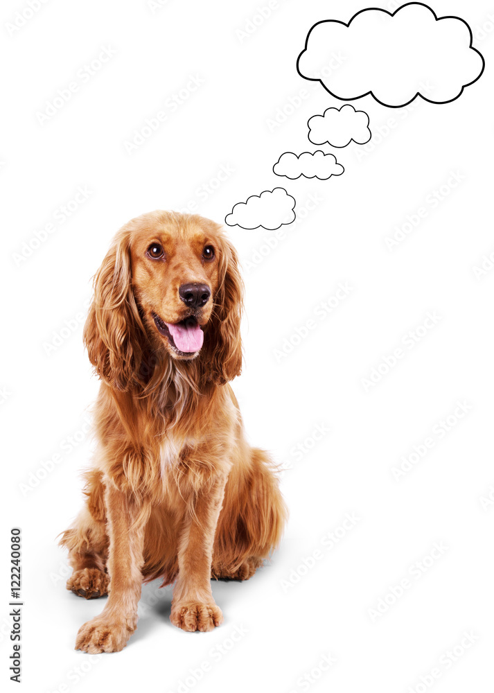 Cute brown cocker spaniel with cloud above her head