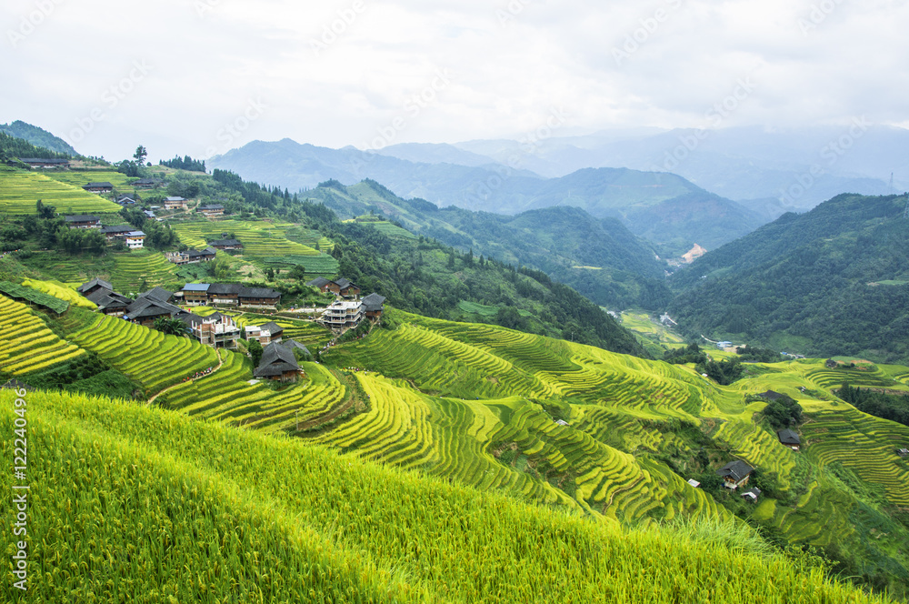 The terraced fields scenery in autumn
The terraced fields scenery in autumn
