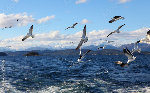 seagulls flying over Lake Nahuel Huapi photo