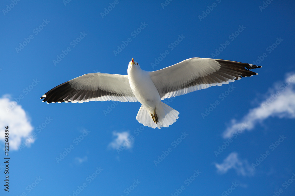 seagull flying in the blue sky seagull flying in the blue sky