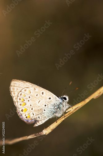 Wallpaper Mural Small, colorful, beautiful butterfly Torontodigital.ca