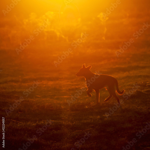 Dog silhouette in the sunset light