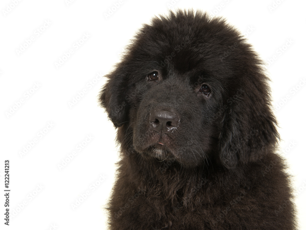 New foundlander young dog portrait facing the camera isoalted on a white background