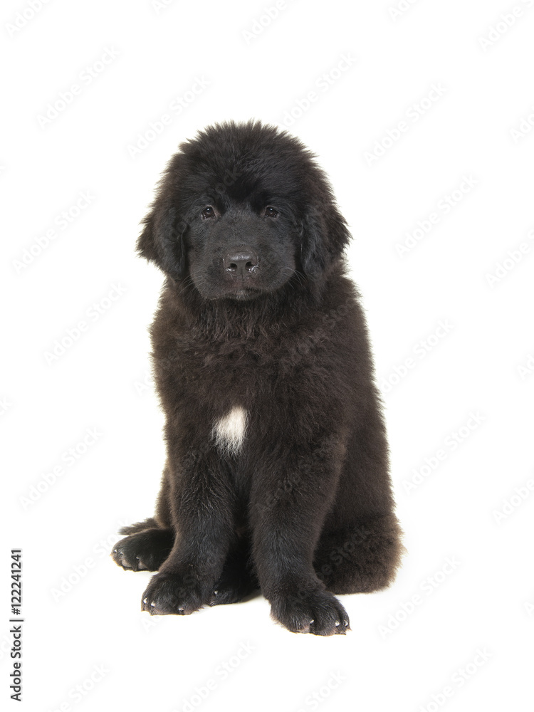 Cute newfoundland puppy dog facing the camera sitting on a white background