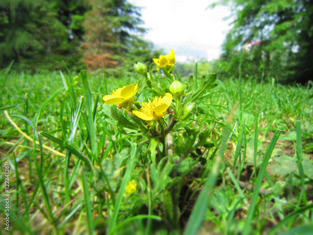 Fototapeta premium цветок