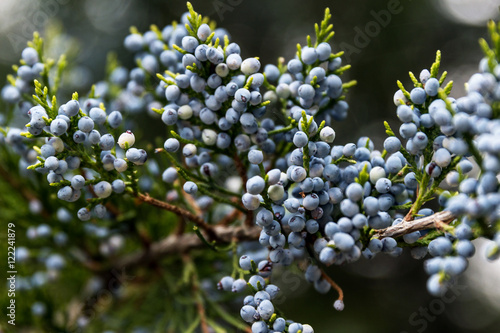 Juniper branch with blue berries close up