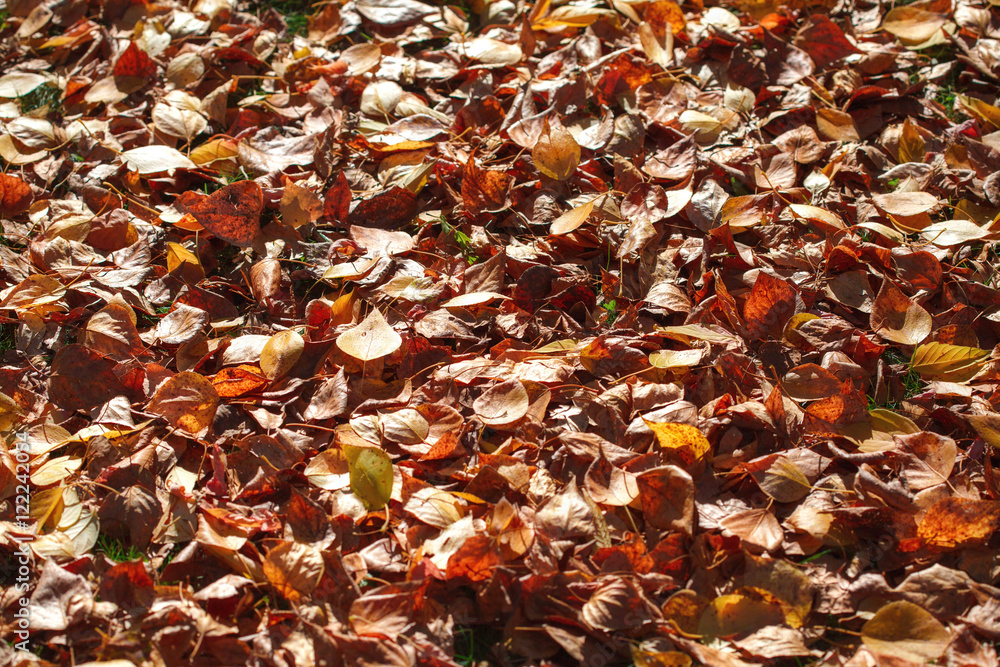 Dark orange fallen autumn leaves background