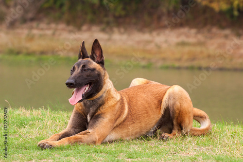 Belgian Malinois young puppy © Kavita