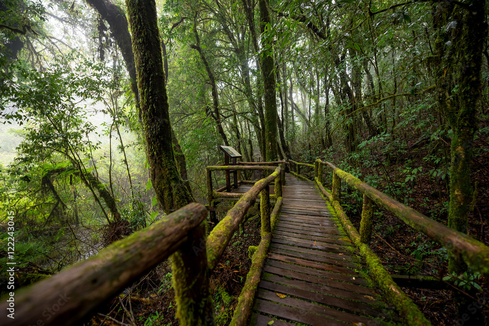 Scenic pathway of Ang Ka nature trail Doi Inthanon National Park Chiangmai ,Thailand. Scenic pathway of Ang Ka nature trail Doi Inthanon National Park Chiangmai ,Thailand.