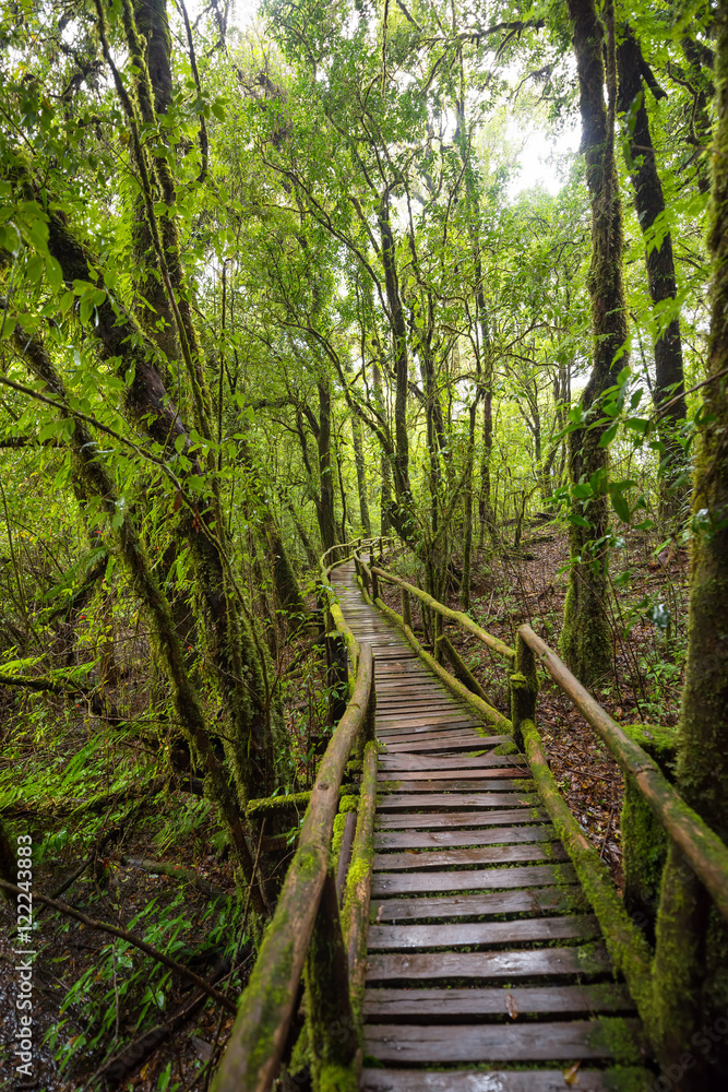 Obraz premium Scenic pathway of Ang Ka nature trail Doi Inthanon National Park Chiangmai ,Thailand.