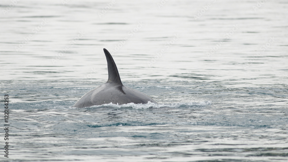 Naklejka premium Orca, Iceland
