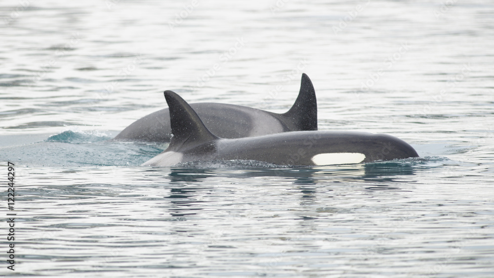 Naklejka premium Pod of Orca's, Iceland