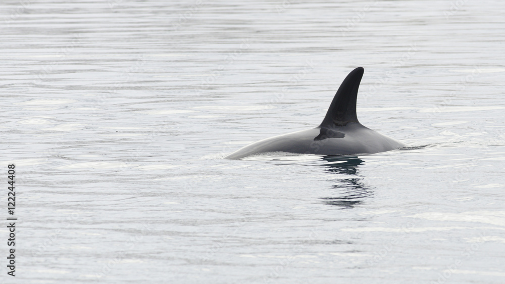 Fototapeta premium Orca, Iceland