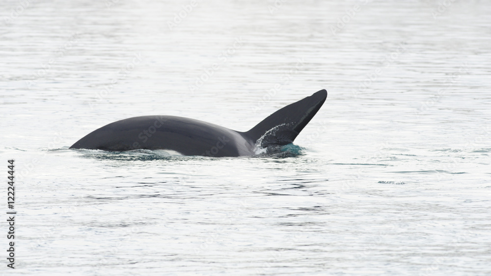 Fototapeta premium Orca, Iceland