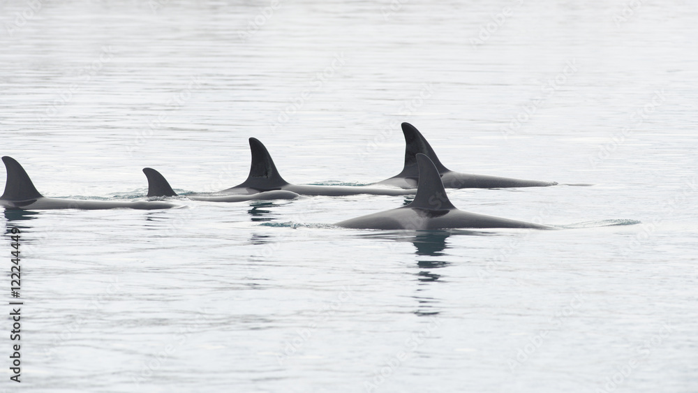 Fototapeta premium Pod of Orca's, Iceland