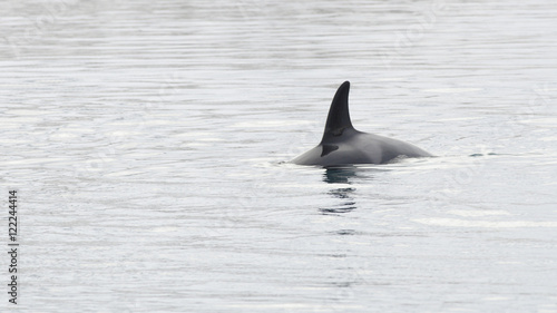 Orca  Iceland