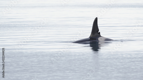 Orca, Iceland