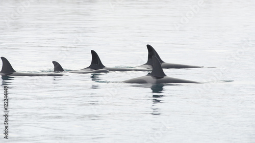 Pod of Orca's, Iceland