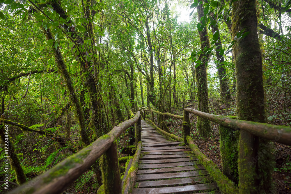Scenic pathway of Ang Ka nature trail Doi Inthanon National Park Chiangmai ,Thailand. Scenic pathway of Ang Ka nature trail Doi Inthanon National Park Chiangmai ,Thailand.