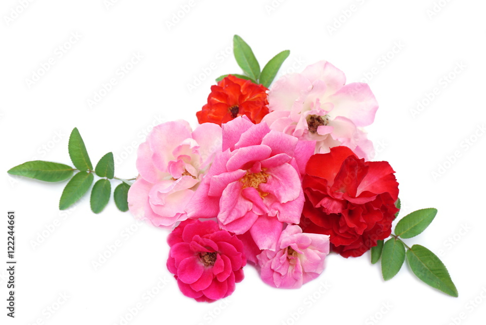 bouquet of pink red and orange roses flower isolated on white background bouquet of pink red and orange roses flower isolated on white background