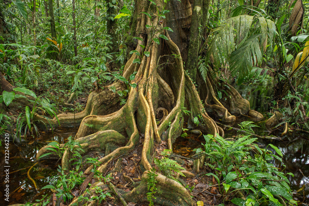 Winding roots of a tropical tree standing in a green jungle Winding roots of a tropical tree standing in a green jungle