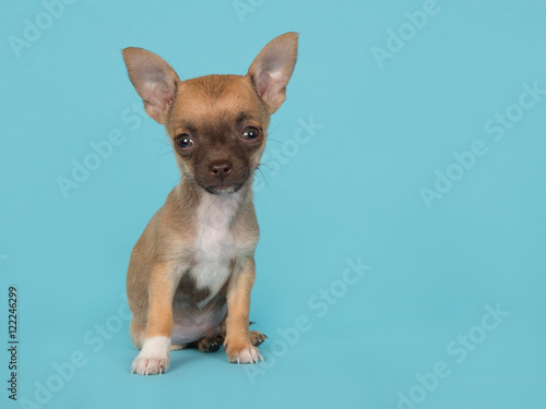 Chihuahua puppy sitting looking cute on a blue background © Elles Rijsdijk