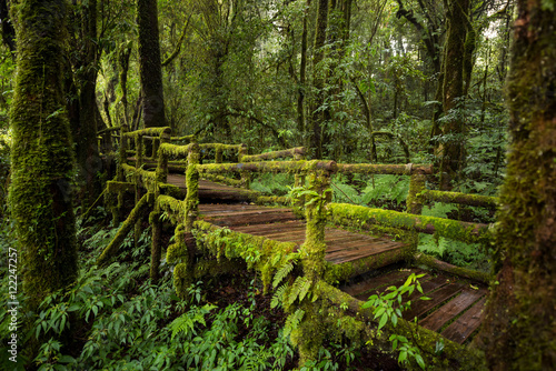 Scenic pathway of Ang Ka nature trail Doi Inthanon National Park Chiangmai ,Thailand.