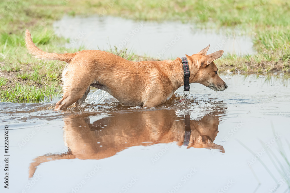 playful dog looking at its reflection in water playful dog looking at its reflection in water