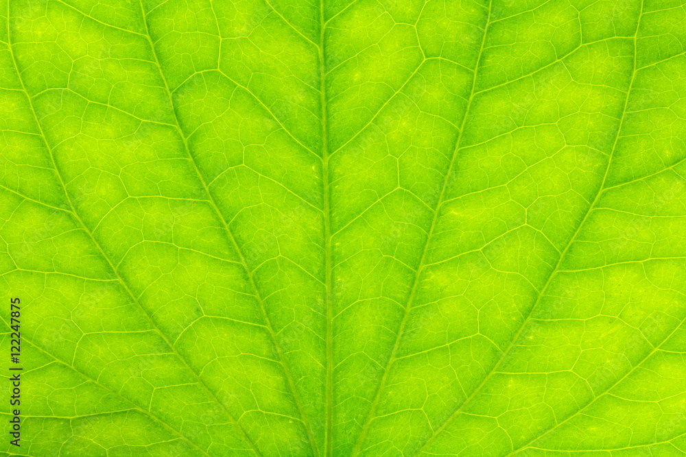 Leaf texture or leaf background for design with copy space for t Leaf texture or leaf background for design with copy space for t
