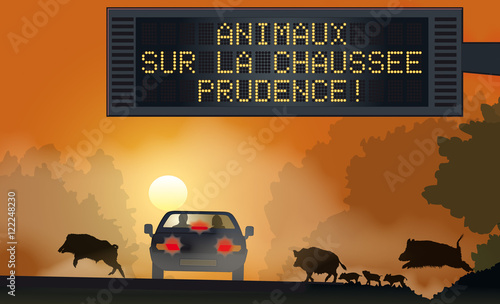 Scènes autoroutières - Animal errant (sangliers)