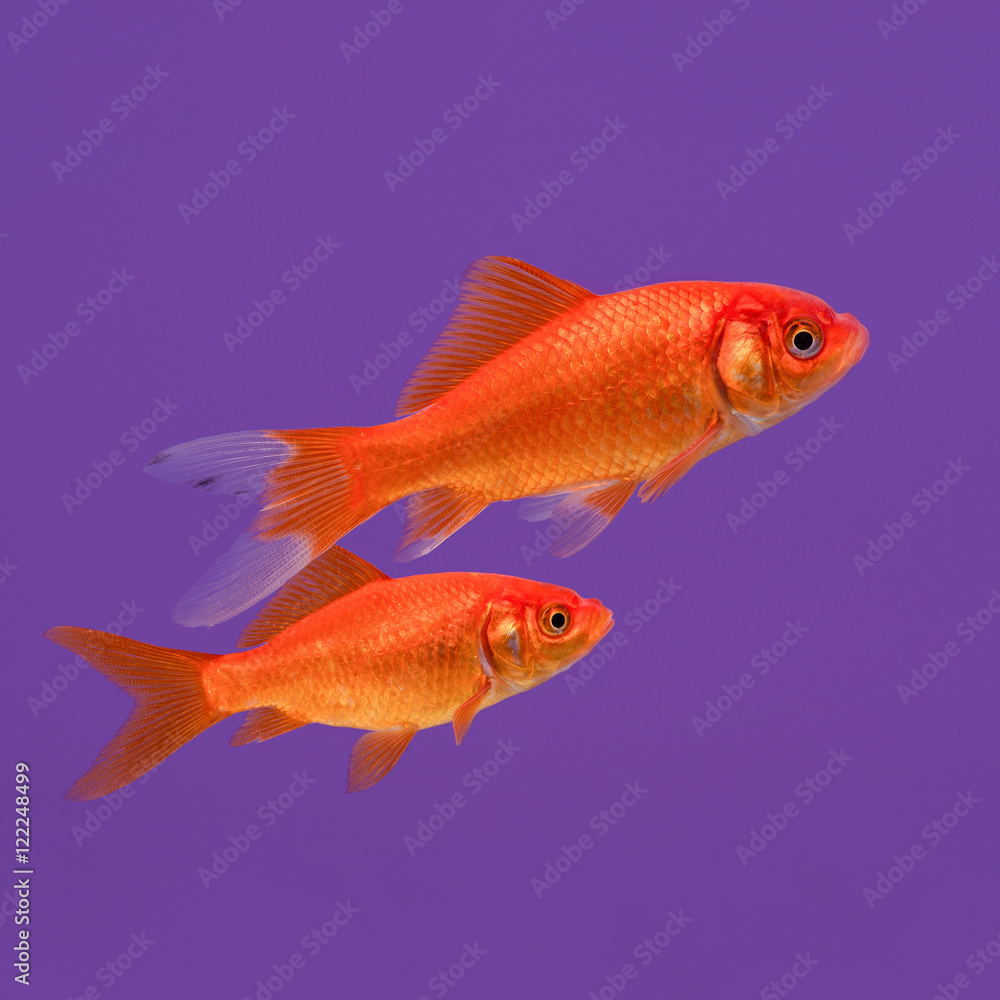 Two swimming orange goldfish on a purple background