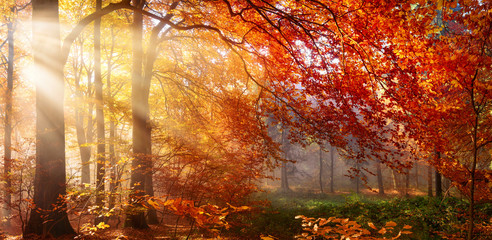 Fototapete Landschaften Herbst im Wald, mit Lichtstrahlen im Nebel und rotem Laub  © Smileus
