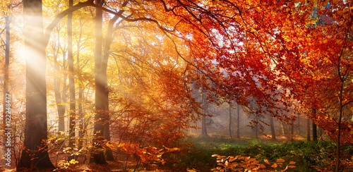 Naklejki na meble Jesień w lesie, z promieniami światła we mgle i czerwonymi liśćmi