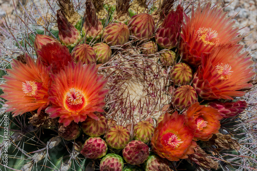 An Arizona barrel cactus wears a crown of brilliantly colored blossoms during the Sonoran desert spring.