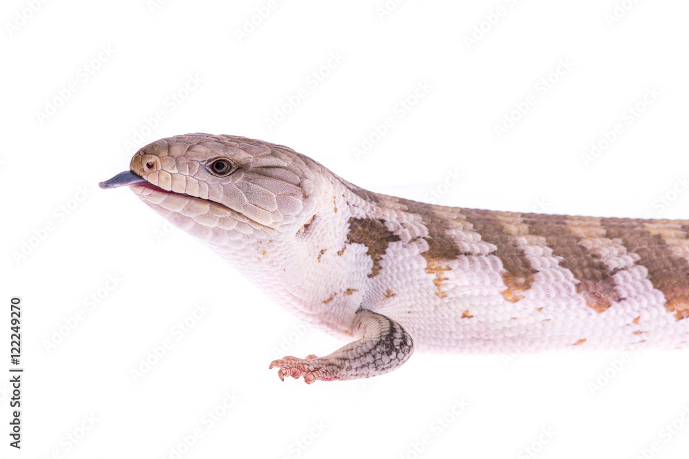 Portrait of a blue tongued skink lizard with its tongue sticking out on a white background Portrait of a blue tongued skink lizard with its tongue sticking out on a white background