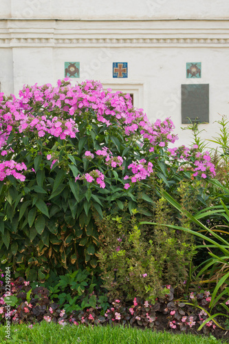 Fototapeta Naklejka Na Ścianę i Meble -  flowers in the park next to the wall